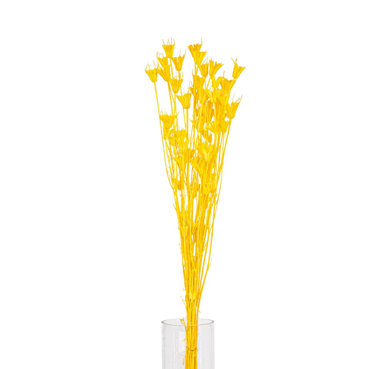 Preserved Star Flower