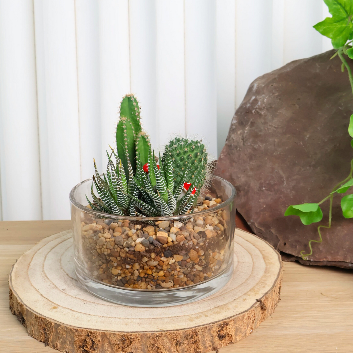 Succulent plant in flowerpot.
