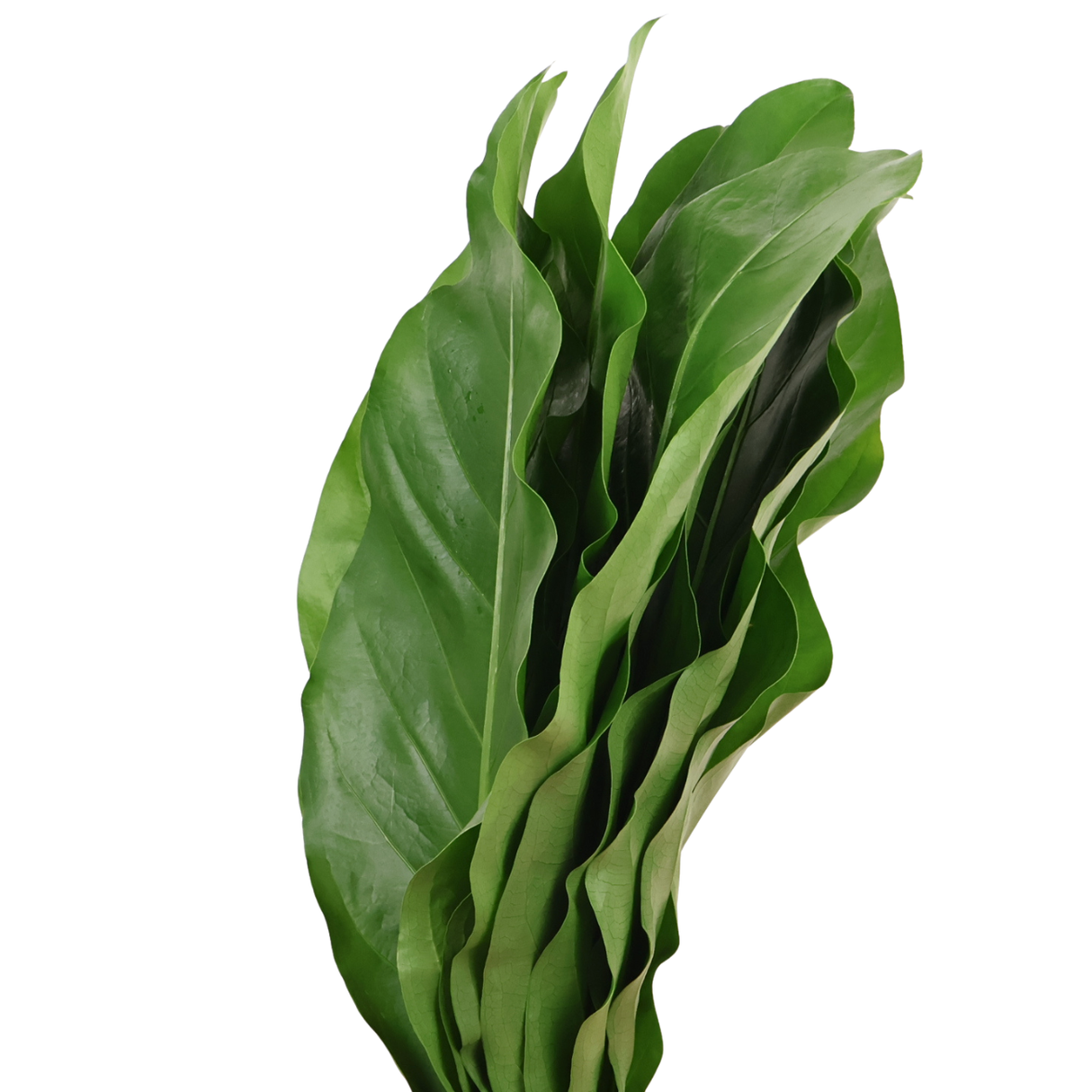 Rainforest Leaf XL Size (Malaysia)