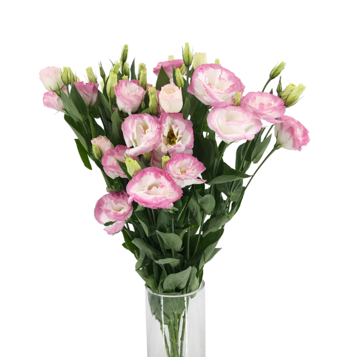 Eustoma (Vietnam)