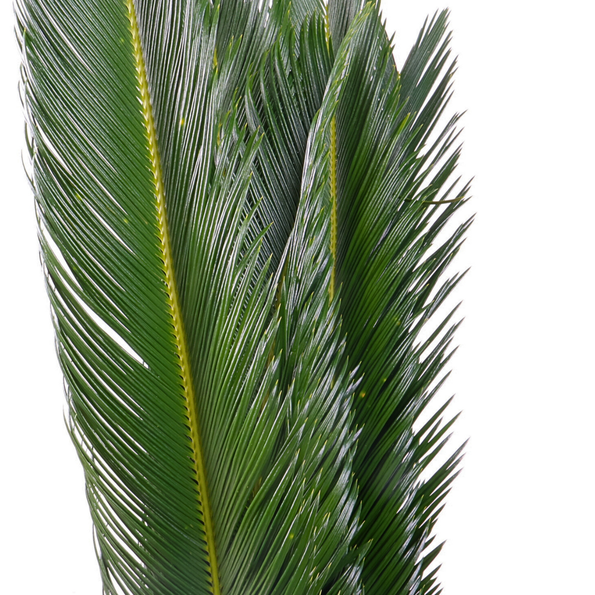 Cycas Palm (Malaysia)