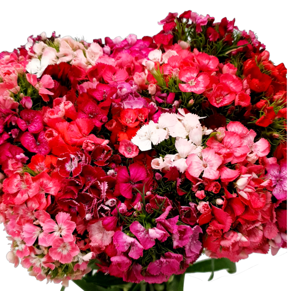 Sweet William (China)