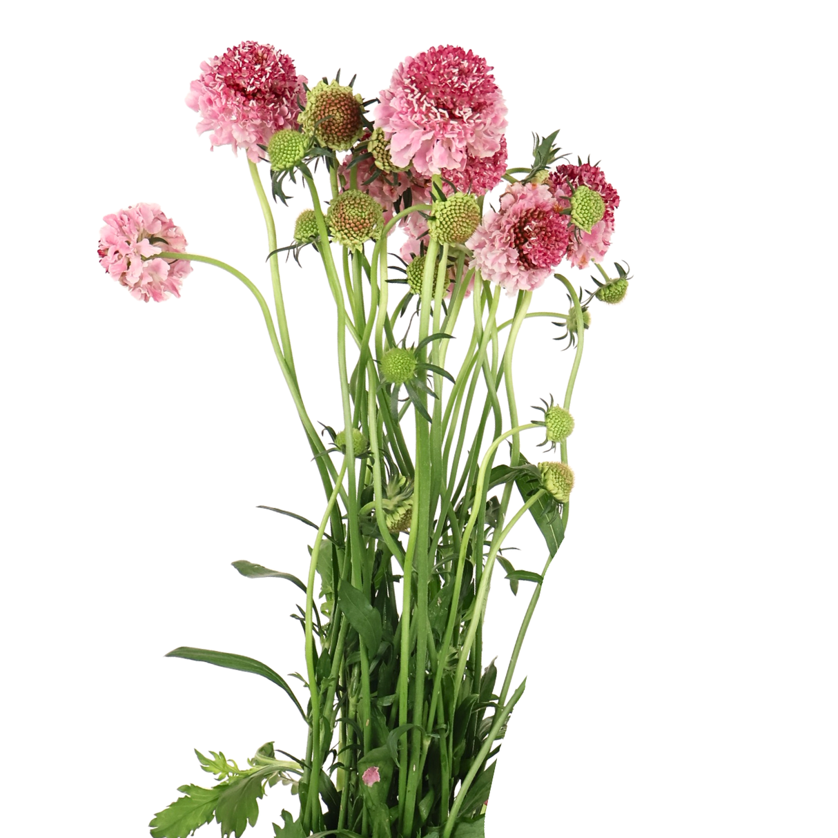 Scabiosa (China)
