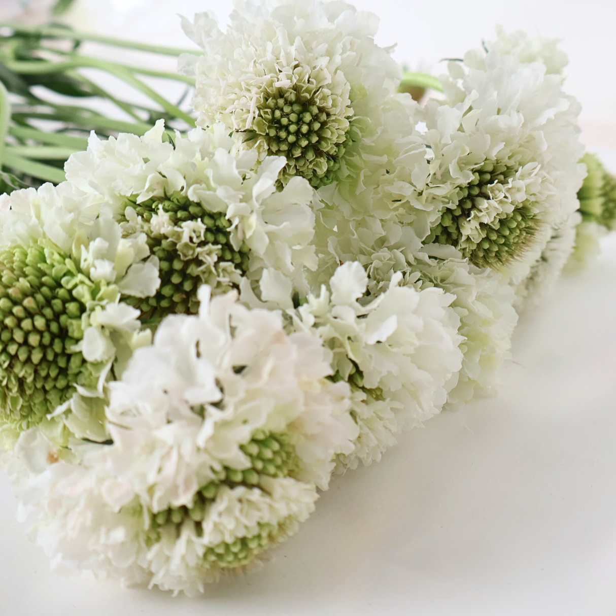 Scabiosa (China)