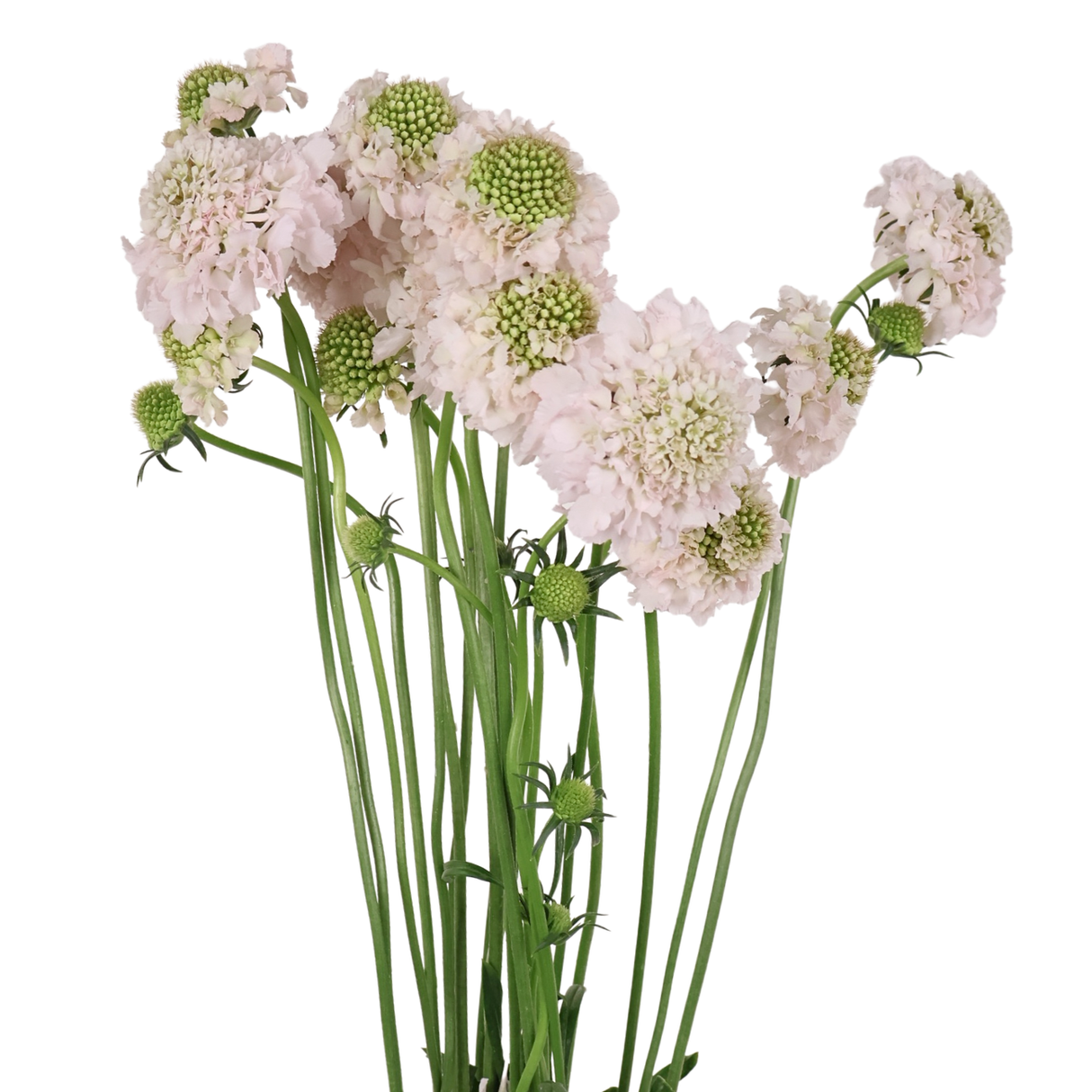 Scabiosa (China)