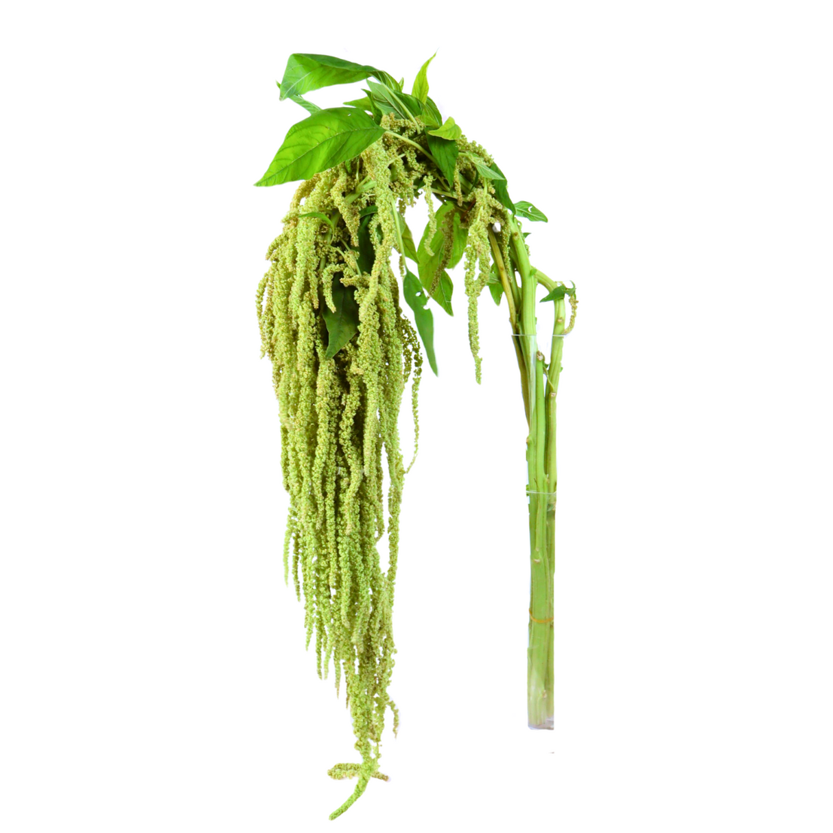 Amaranthus Hanging (China)