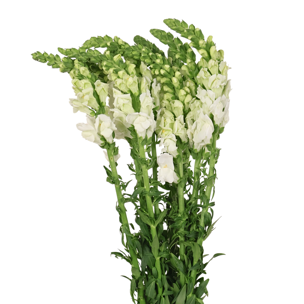 Snapdragon (Vietnam)