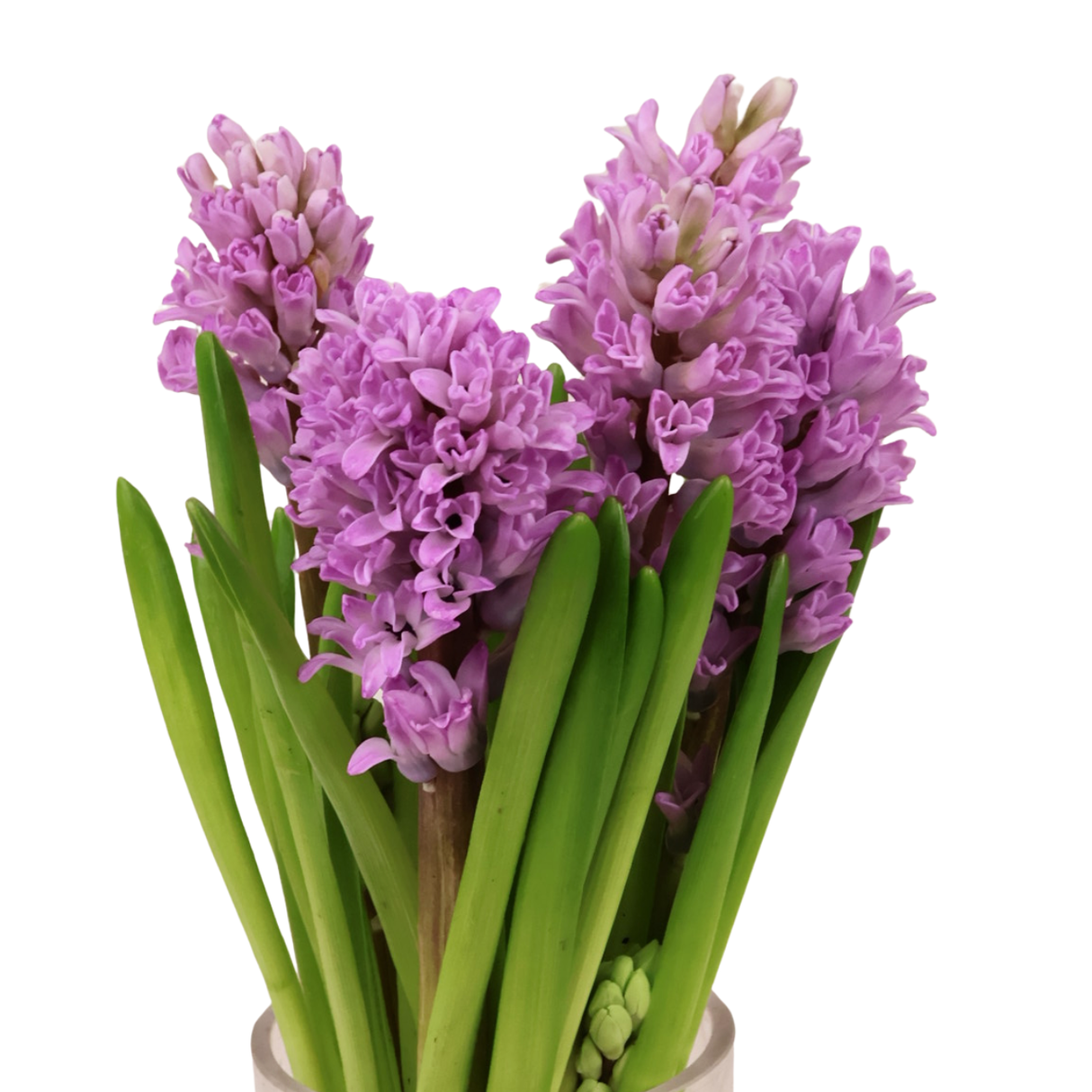 Hyacinthus (Holland)