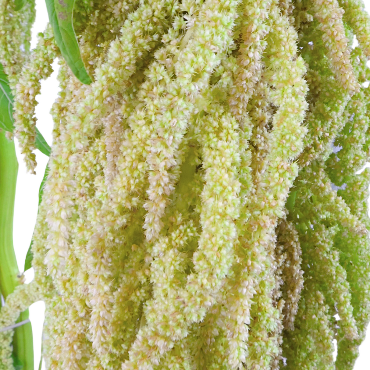 Amaranthus Hanging (China)