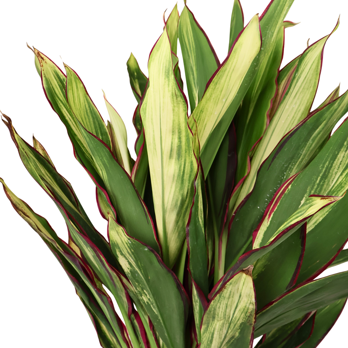 Cordyline 3ft-4ft