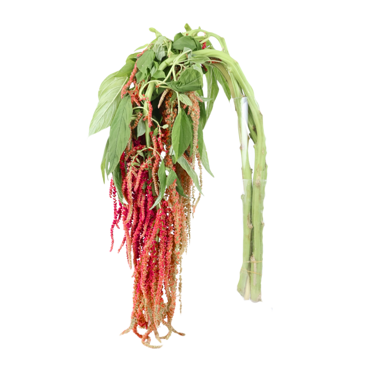 Amaranthus Hanging (China)