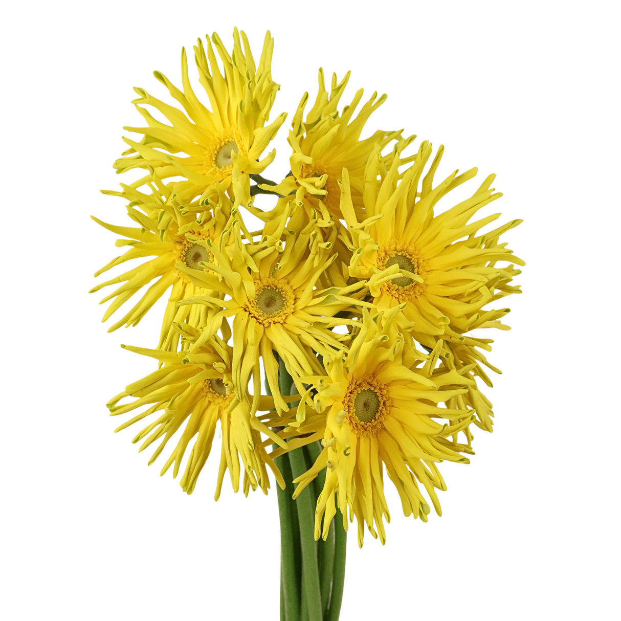 Gerbera - Spider (Malaysia)