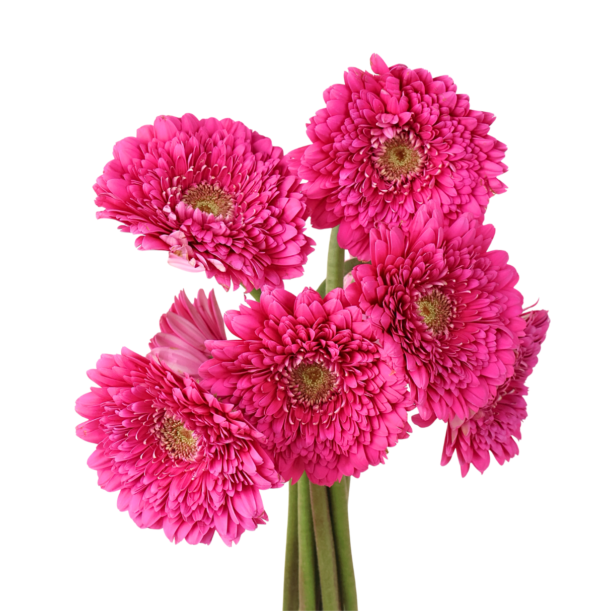 Gerbera - Double Petal (Malaysia)