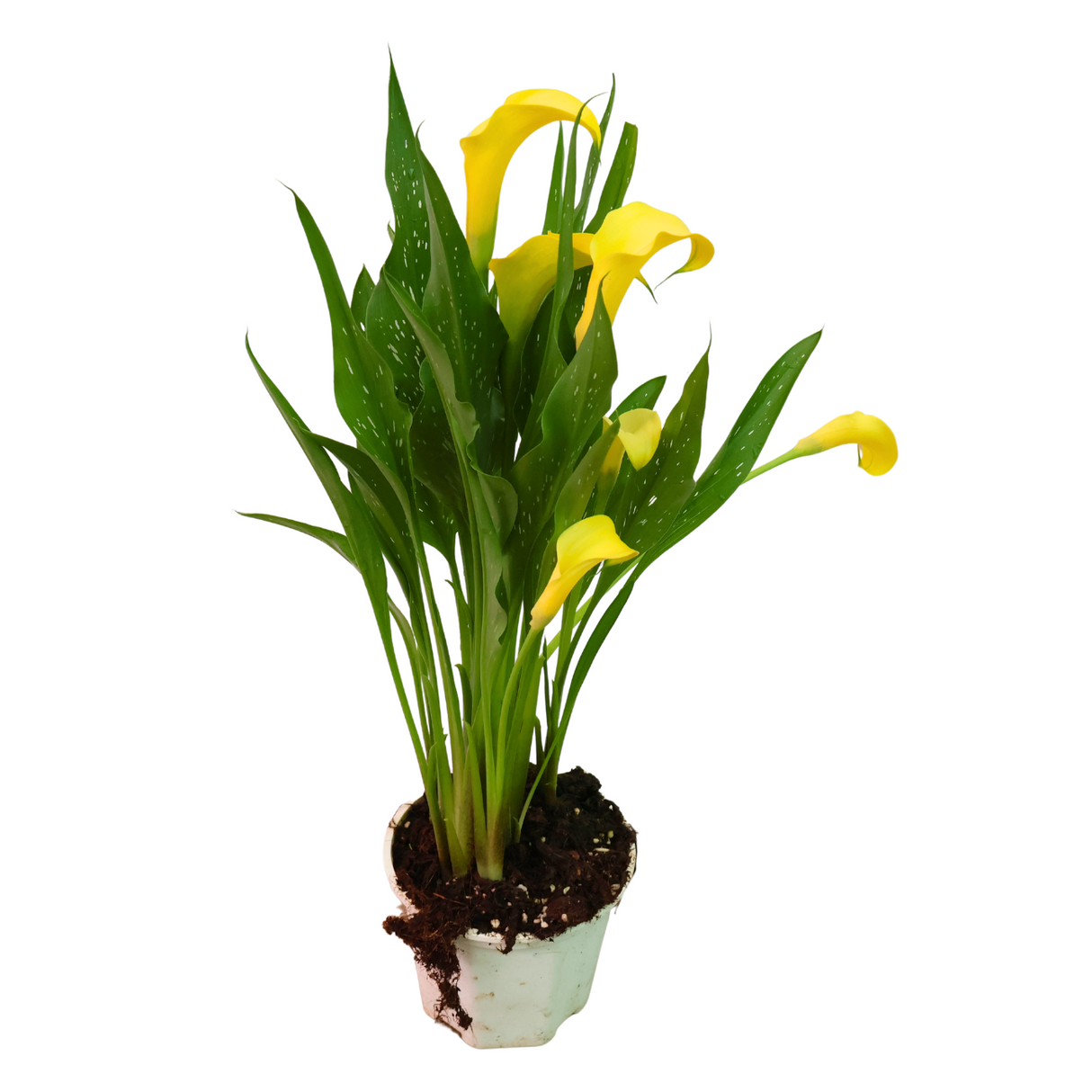 Calla Lily Plant (15cm Pot)