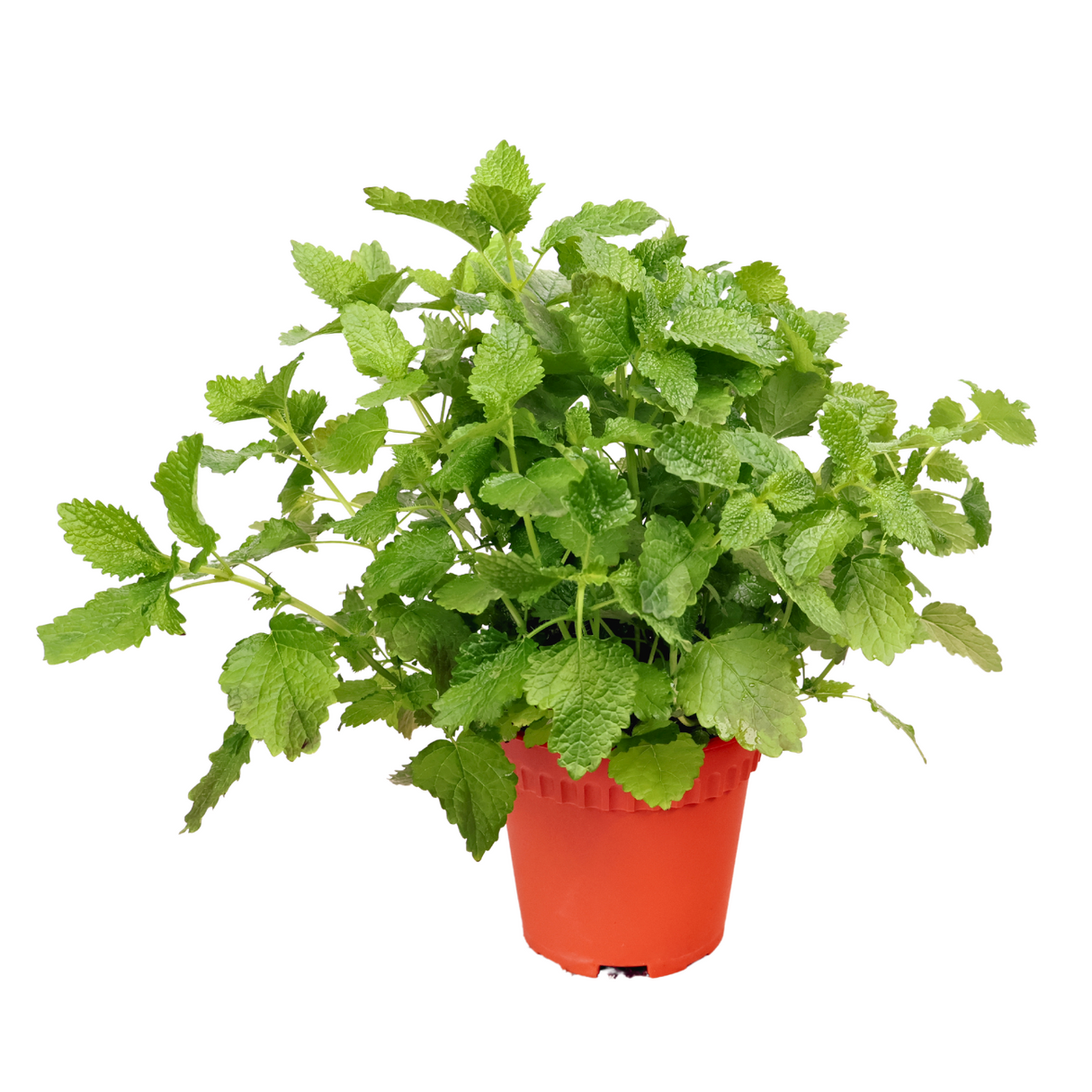 Assorted houseplants in flowerpot.