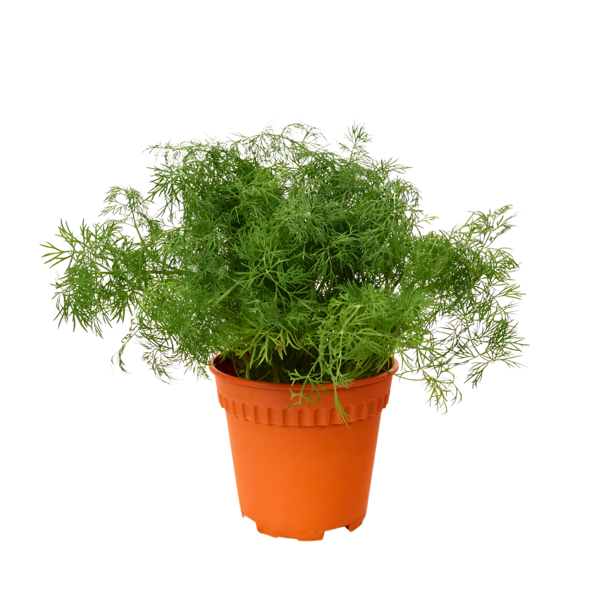Dill herb in flowerpot.