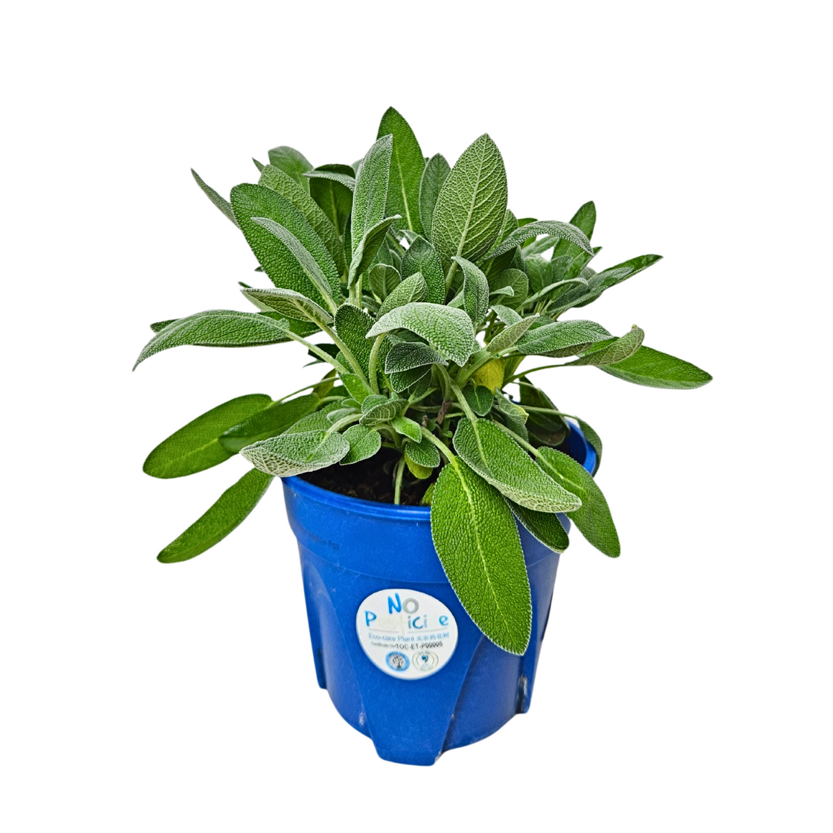 Assorted houseplants in flowerpots