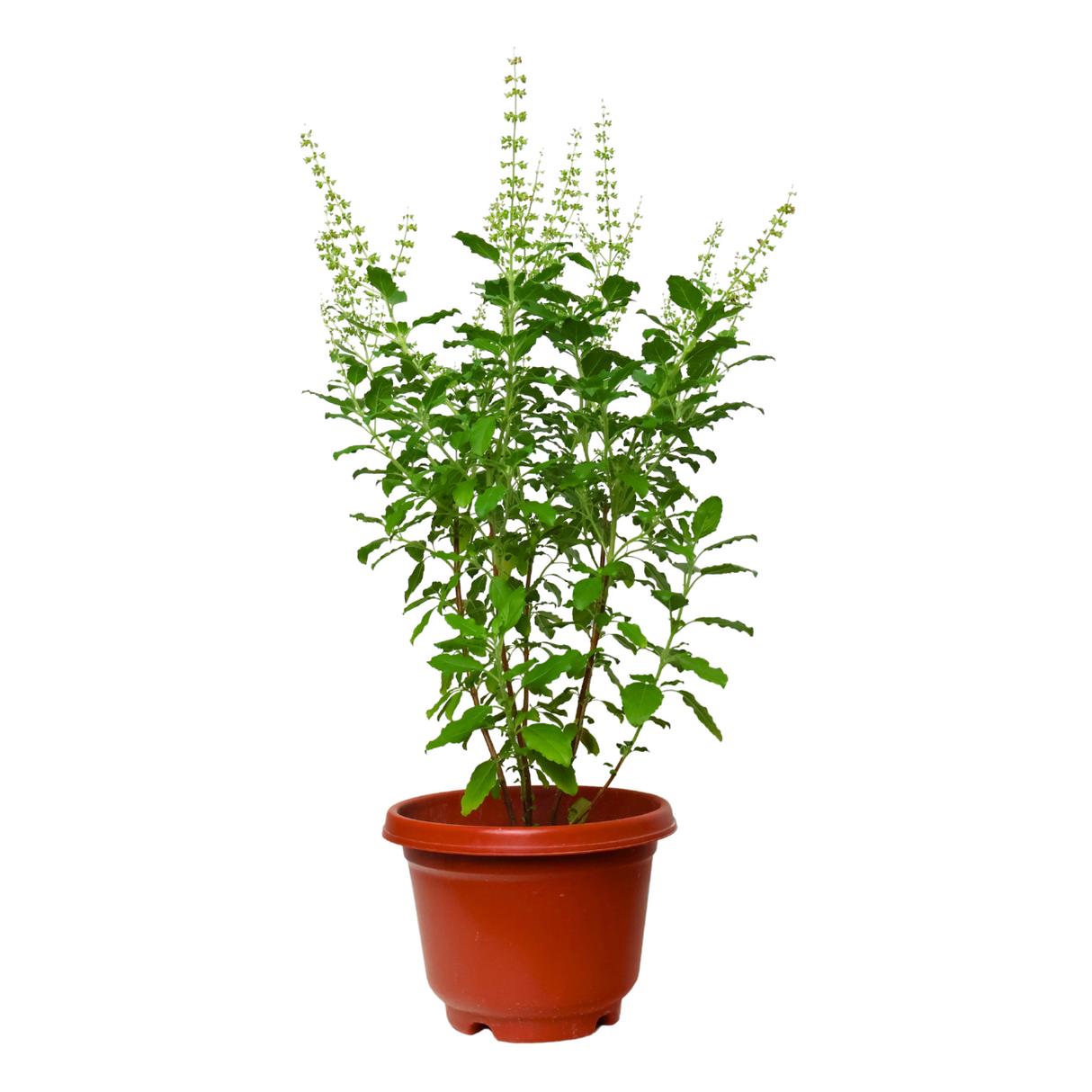 Flowerpot with houseplant, plant stem, herbs, and vase.