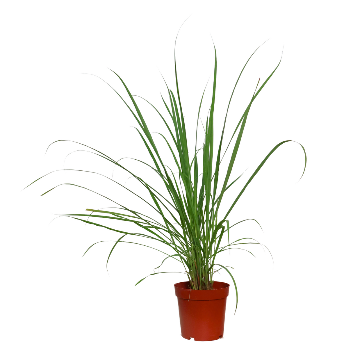 Flowerpot with houseplant, Amaryllidaceae, sedges, herb, geraniums