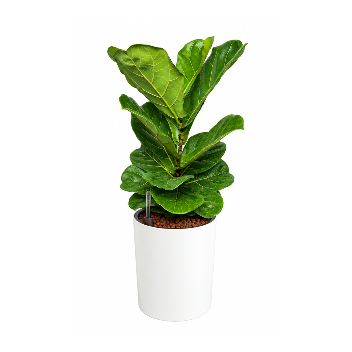 Ficus Lyrata (Fiddle Leaf Fig 琴叶榕) in Self-Watering Pot (65cm)