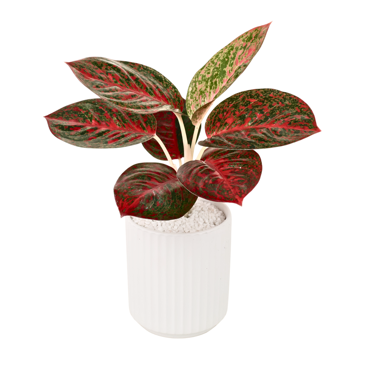 Aglaonema ‘Siam Aurora’ (Chinese Evergreen) in Ceramic Pot