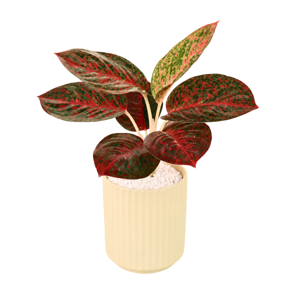 Aglaonema ‘Siam Aurora’ (Chinese Evergreen) in Ceramic Pot