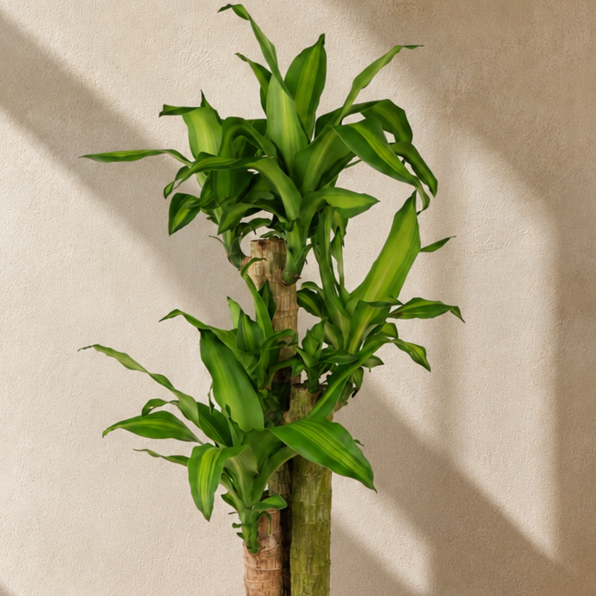 Dracaena Fragrans (Iron Tree) in Ceramic Pot (75cm)