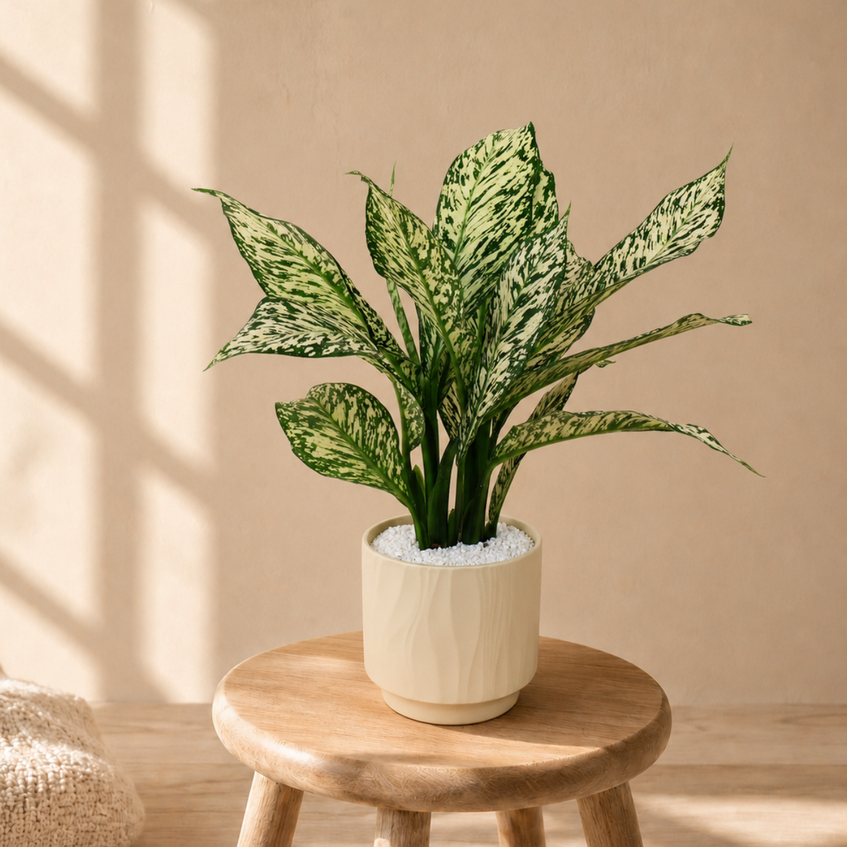 Aglaonema ‘Snow White’ (Chinese Evergreen) in Ceramic Pot
