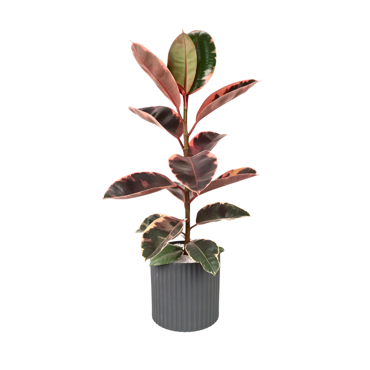 Ficus Elastica Rubber Plant Ceramic Pot