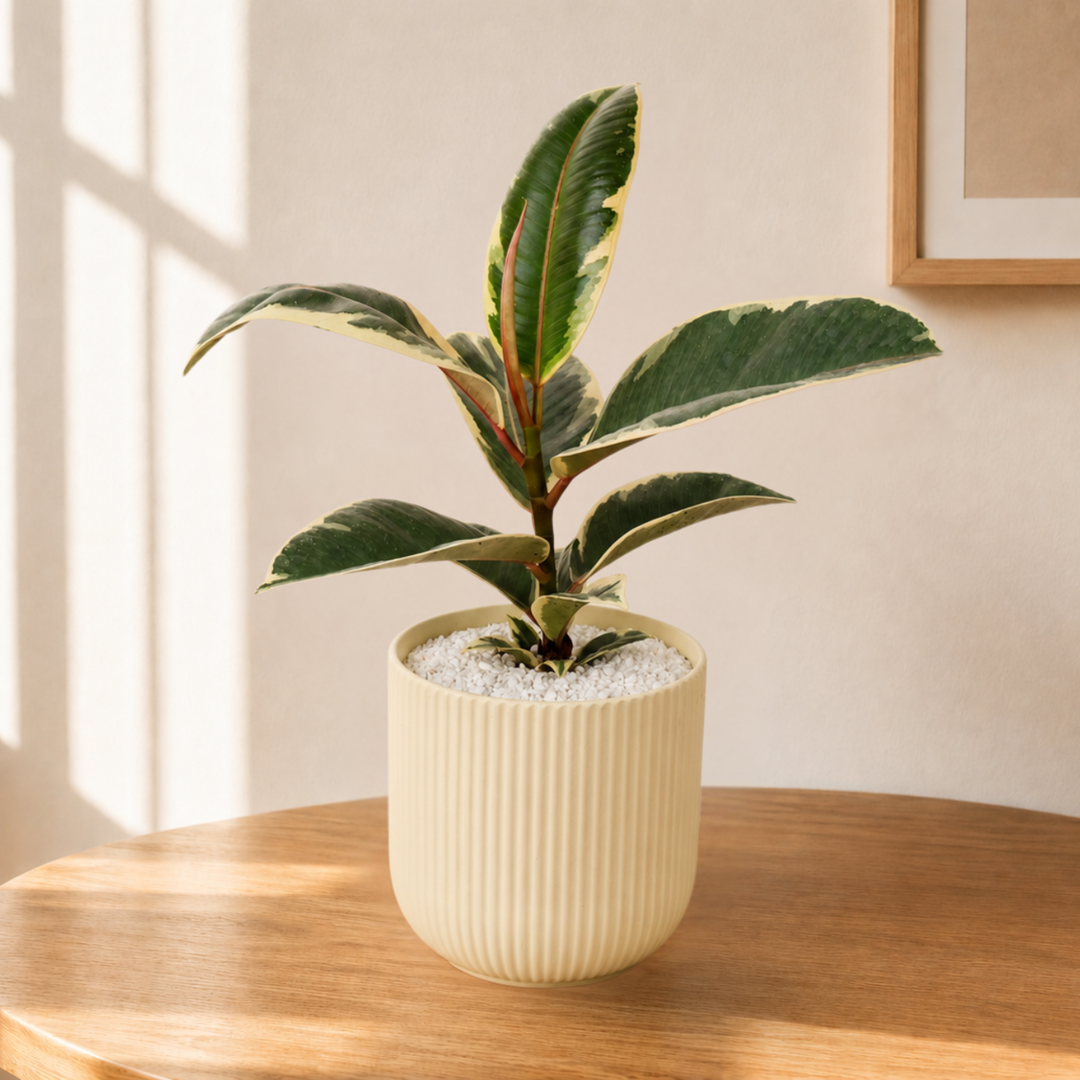 Ficus Elastica ‘Tineke’ (Variegated Rubber Plant) in Ceramic Pot