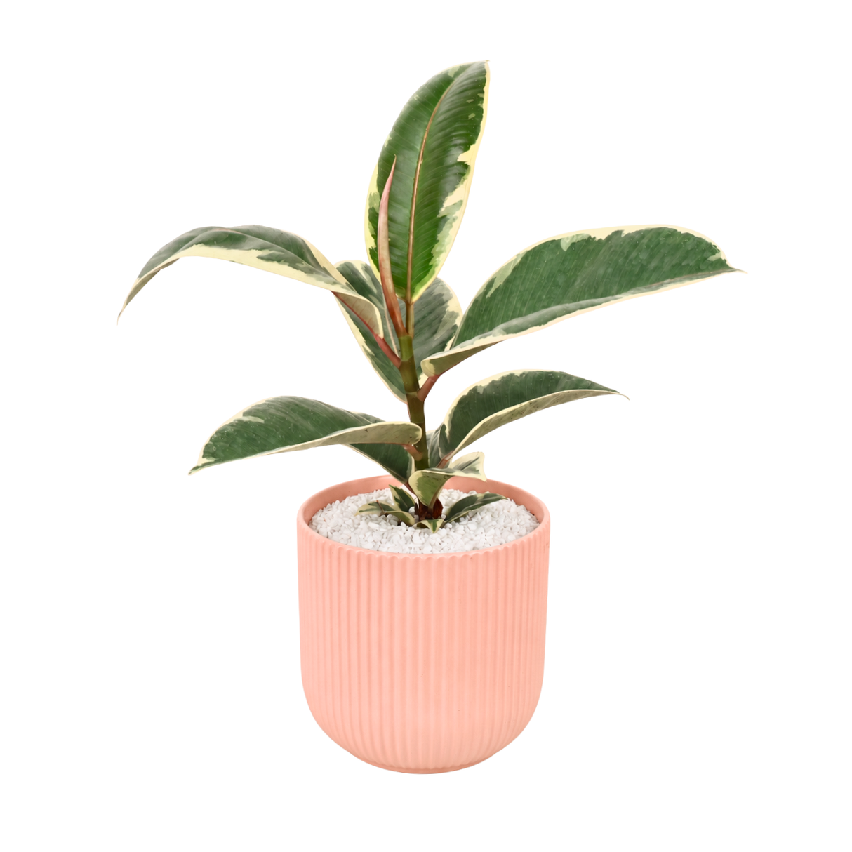 Ficus Elastica ‘Tineke’ (Variegated Rubber Plant) in Ceramic Pot