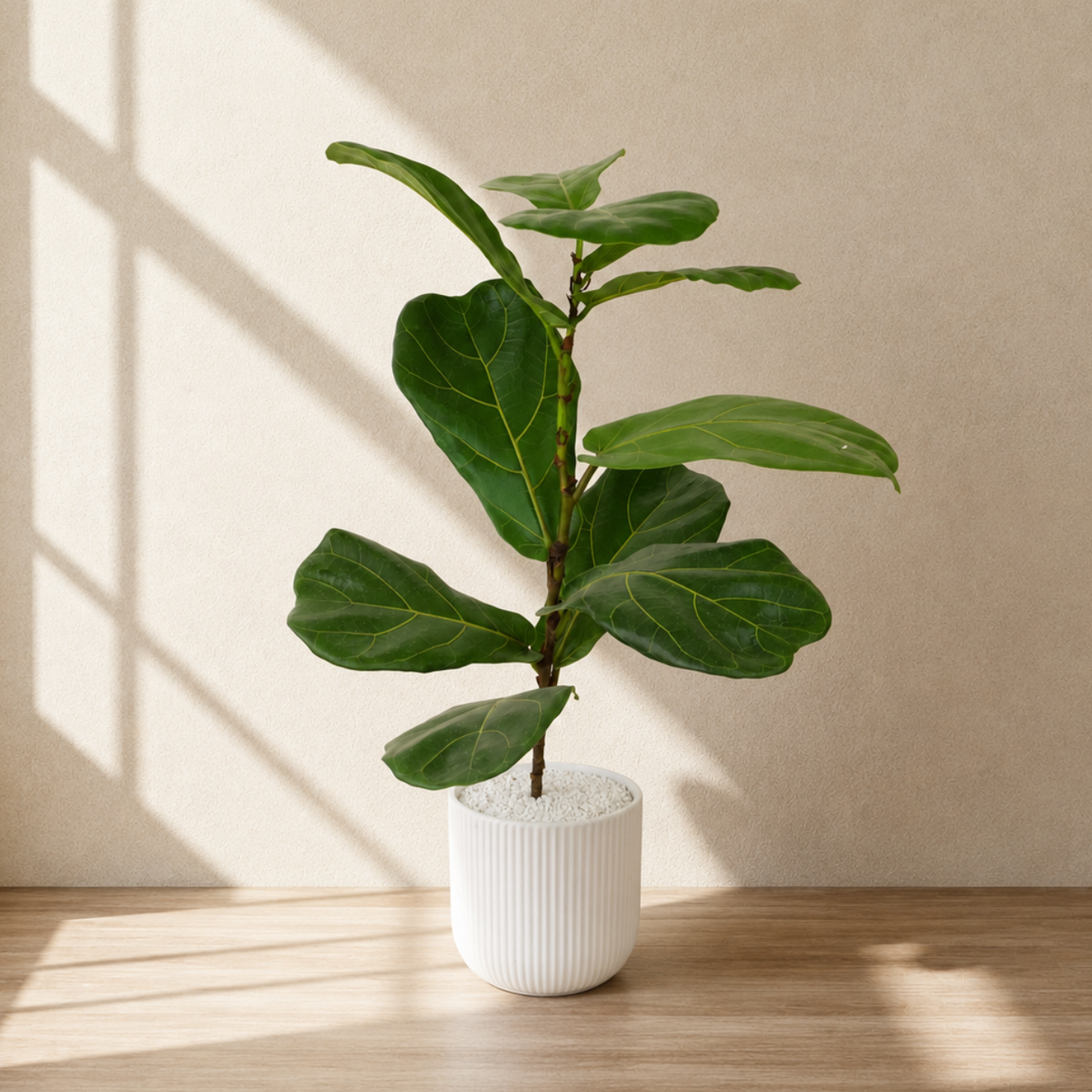 Ficus Lyrata (Fiddle Leaf Fig 琴叶榕) in Ceramic Pot