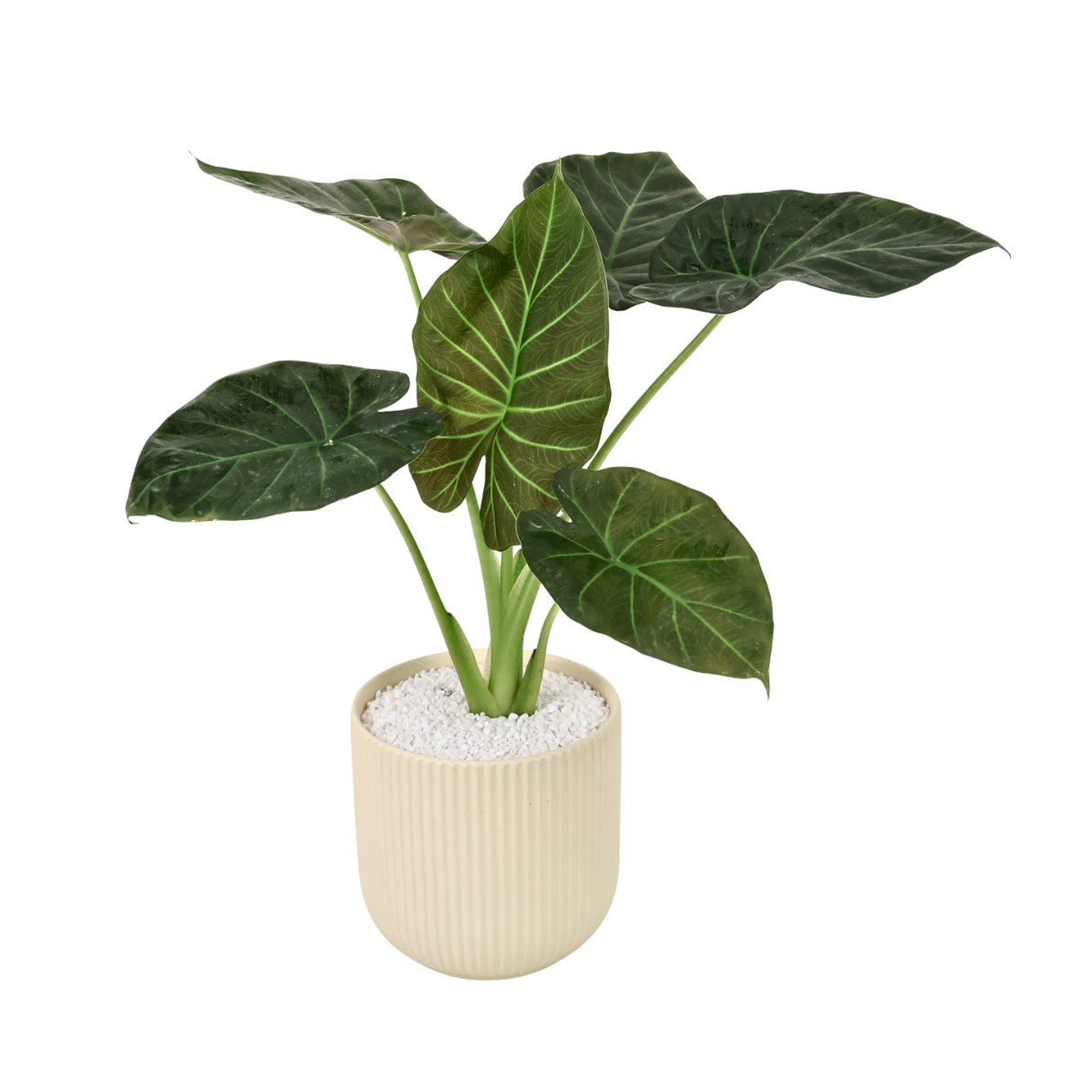 Alocasia (Elephant Ear 海芋) in Ceramic Pot