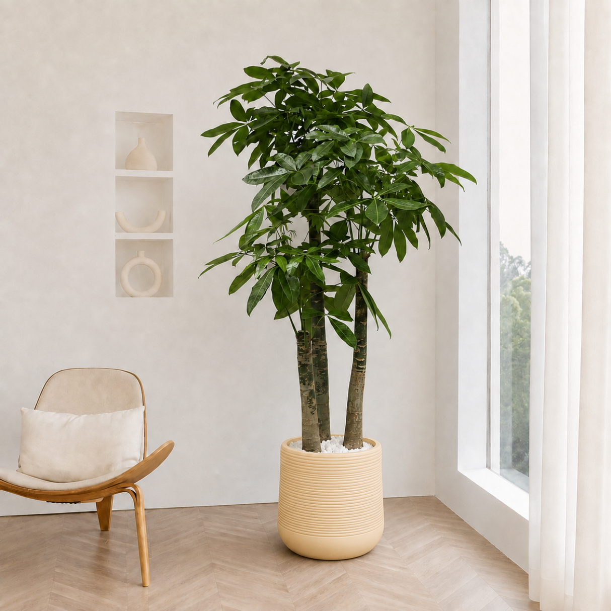 Pachira Aquatica (Money Tree 发财树) in Ceramic Pot (190cm)