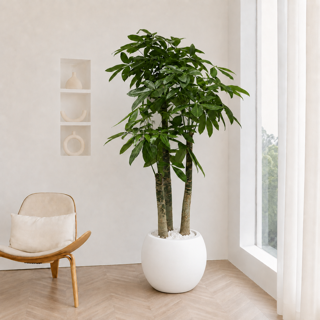 Pachira Aquatica (Money Tree 发财树) in Ceramic Pot (190cm)
