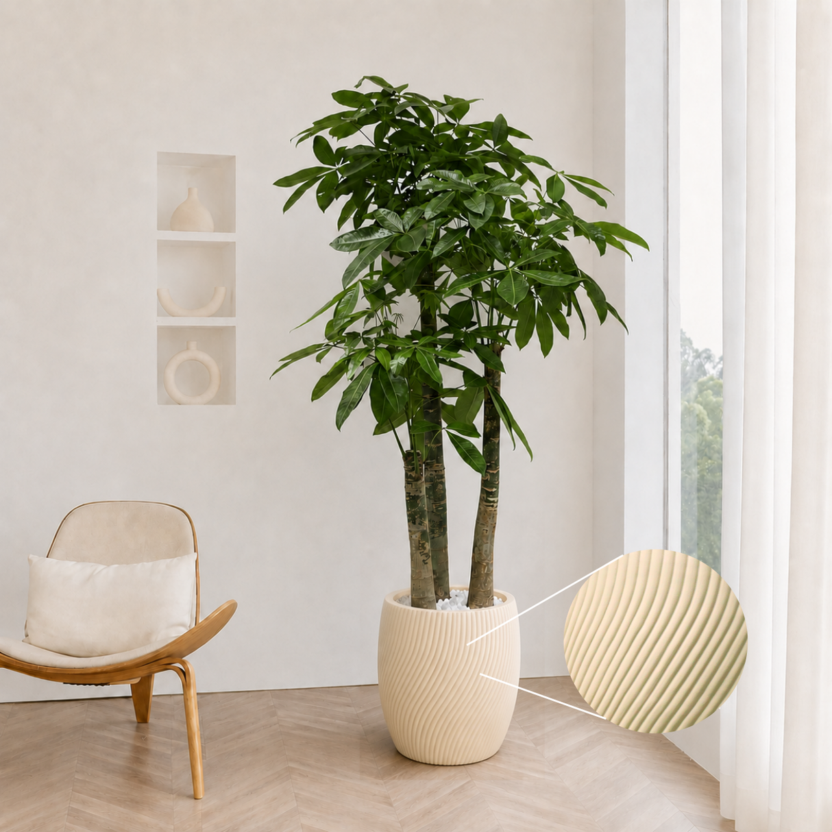 Pachira Aquatica (Money Tree 发财树) in Ceramic Pot (190cm)