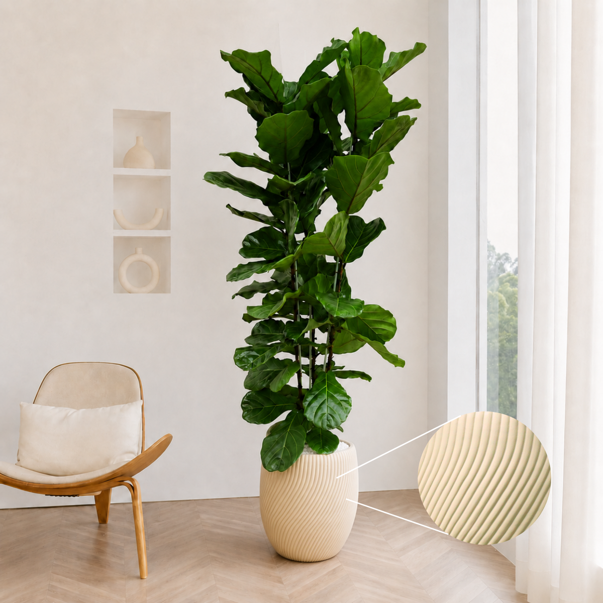 Ficus Lyrata (Fiddle Leaf Fig 琴叶榕) in Ceramic Pot (200cm)
