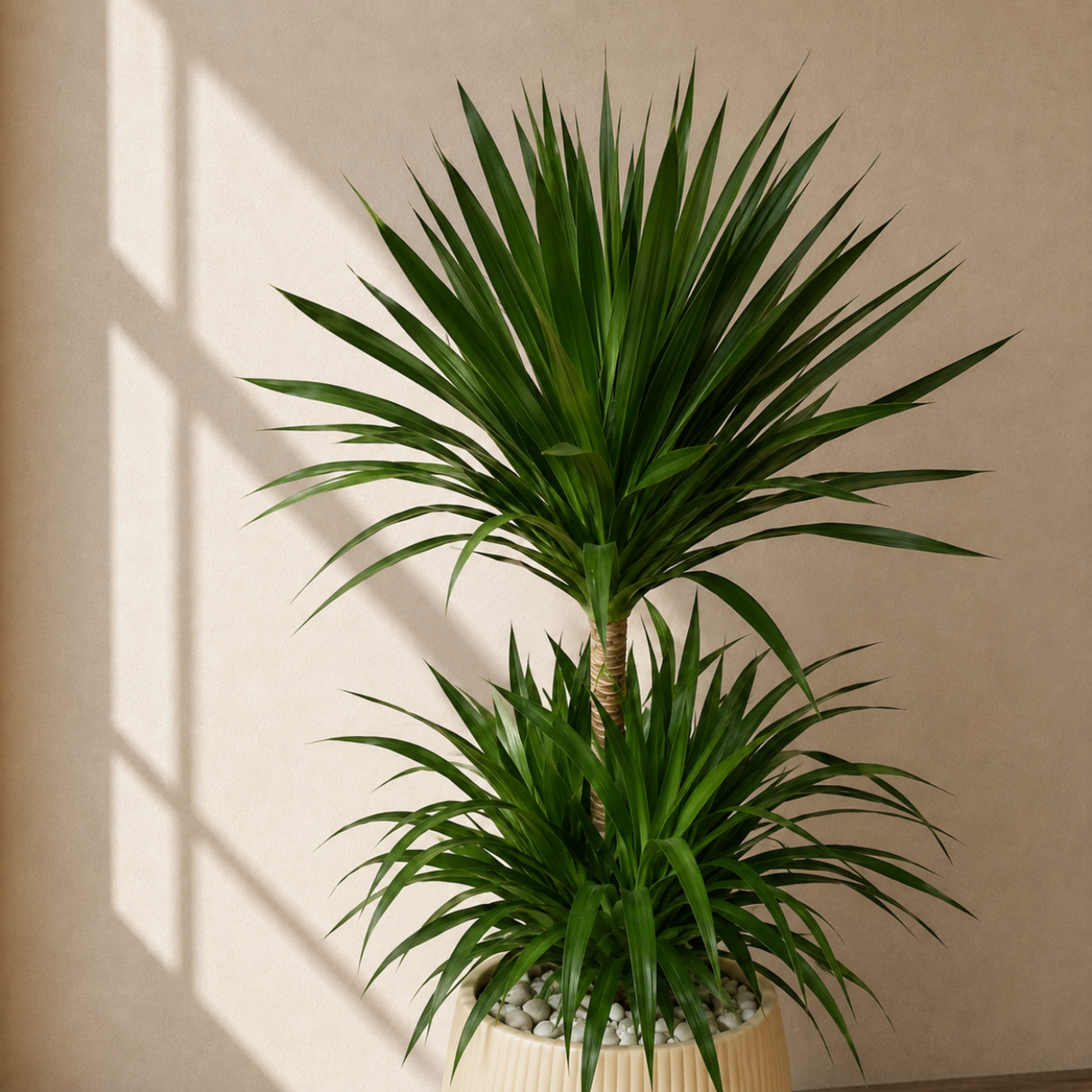 Dracaena Draco (Dragon Tree) in Ceramic Pot (150cm)
