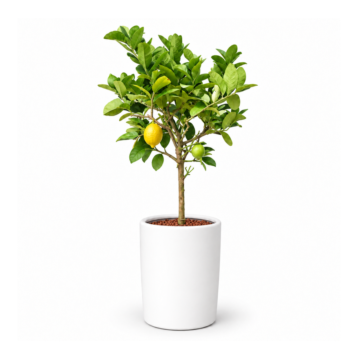 Lemon Tree in Ceramic Pot