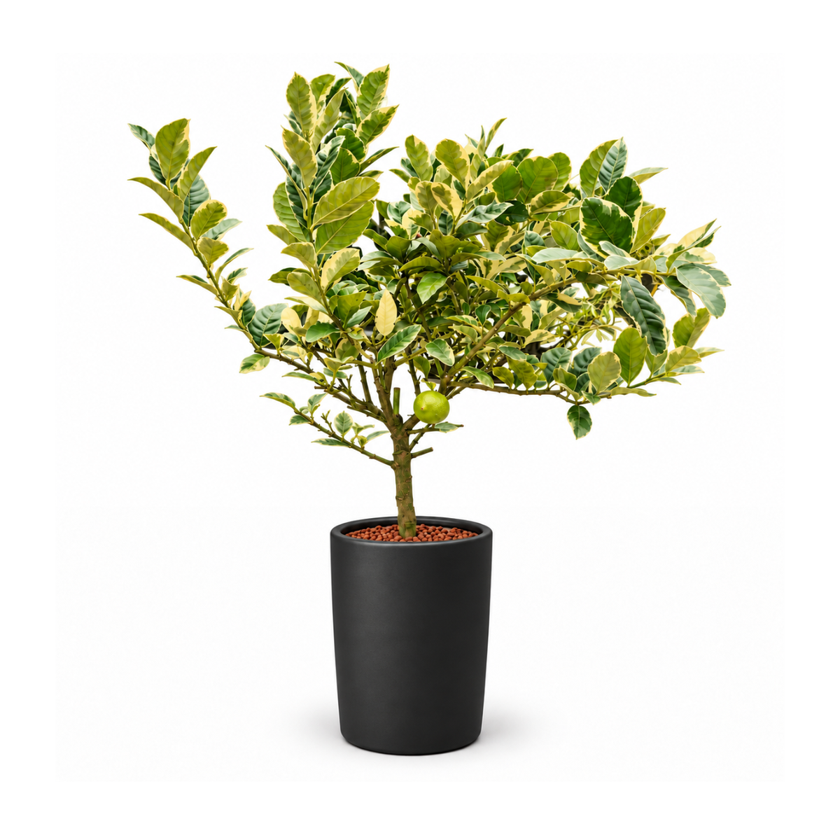 Lemon Tree in Ceramic Pot