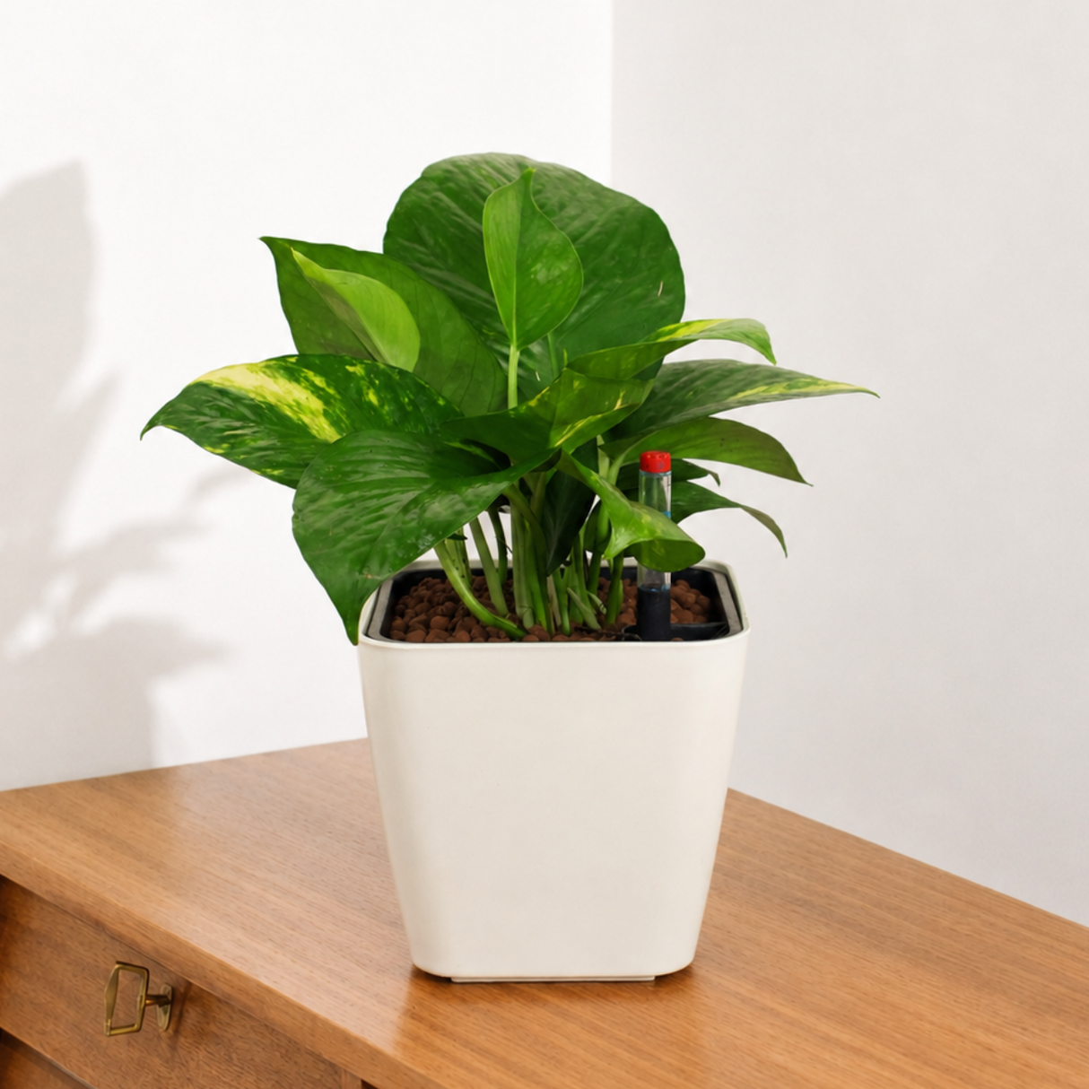 Money Plant in Self-Watering Square Pot