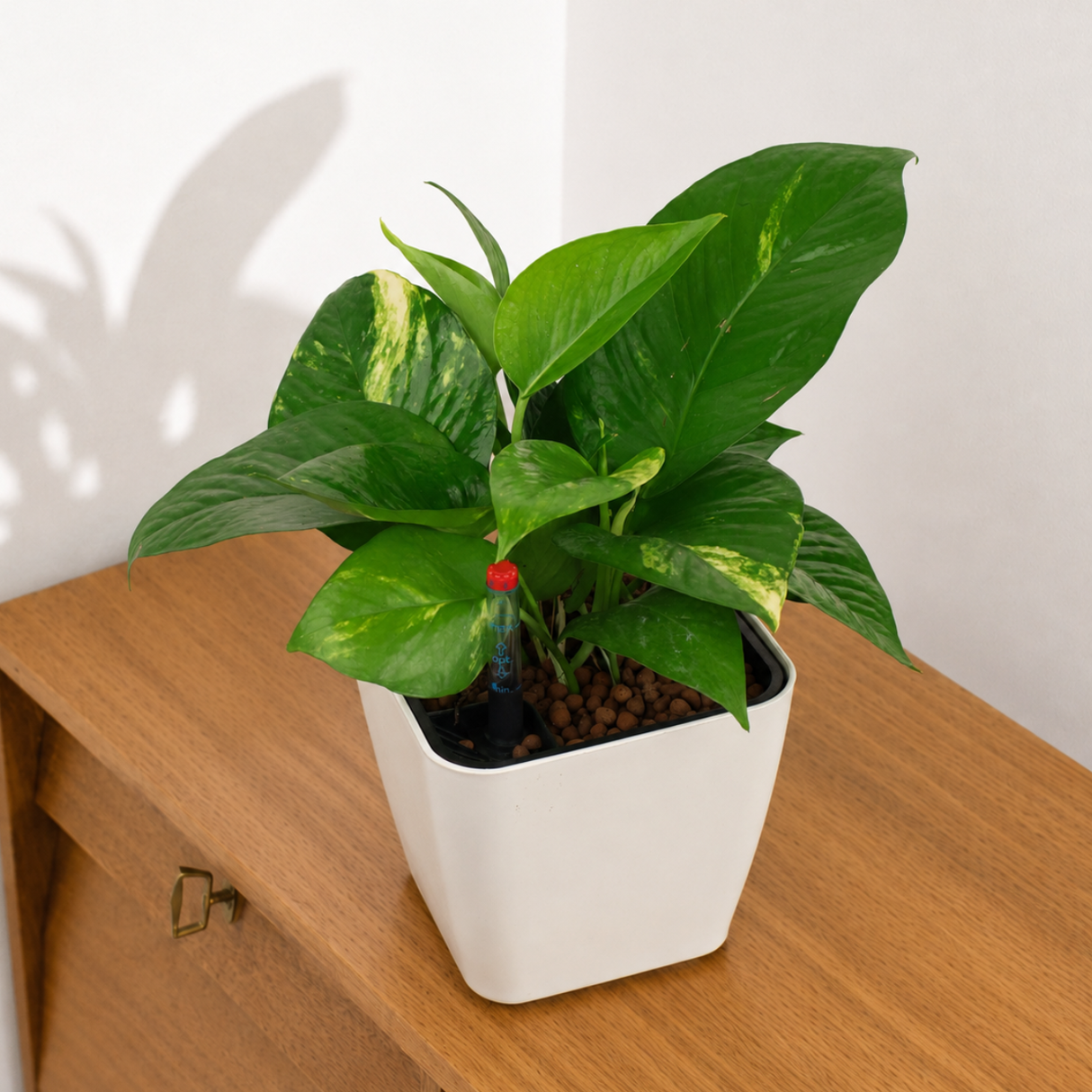 Money Plant in Self-Watering Square Pot