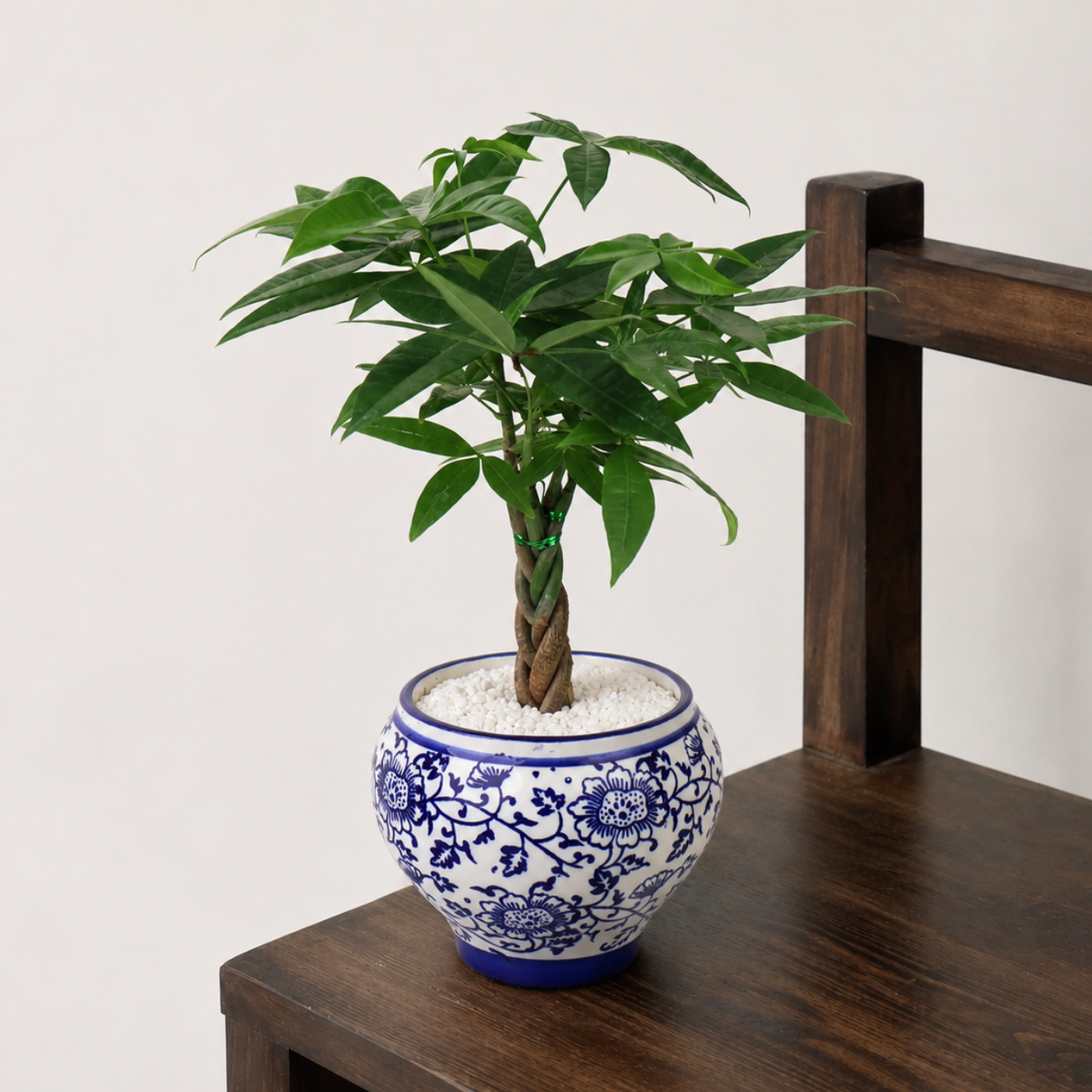 Pachira Twisted in Ceramic Pot