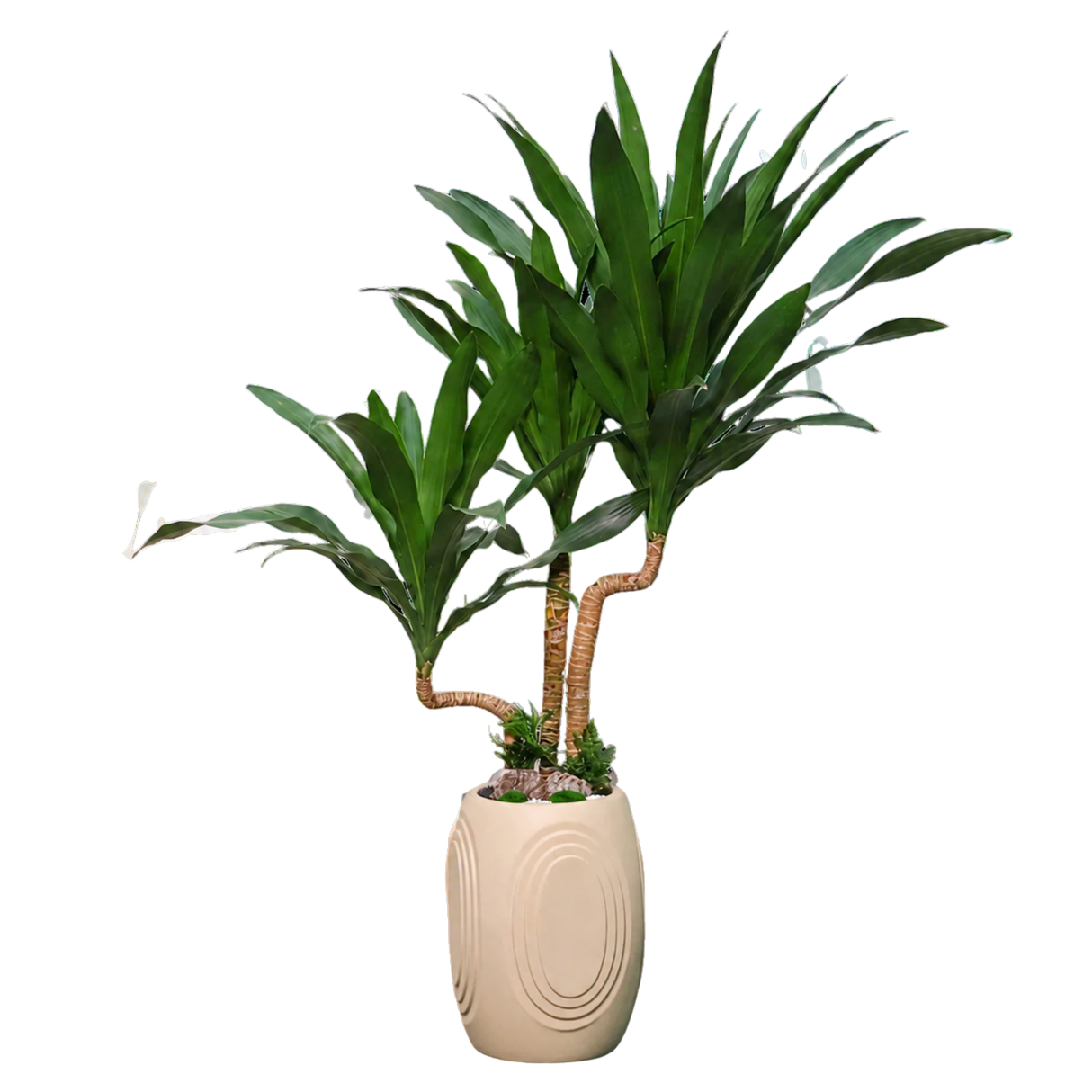 Dracaena Marginata (Dragon Tree)