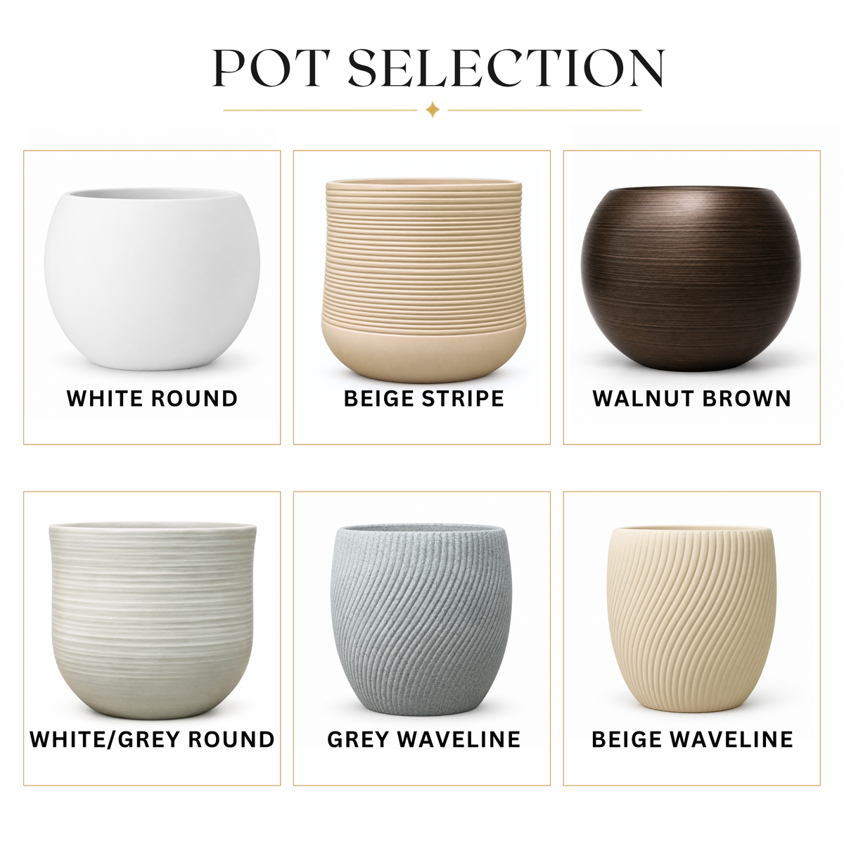Radermachera 3 Layer (China Doll Plant) in Ceramic Pot (190cm)