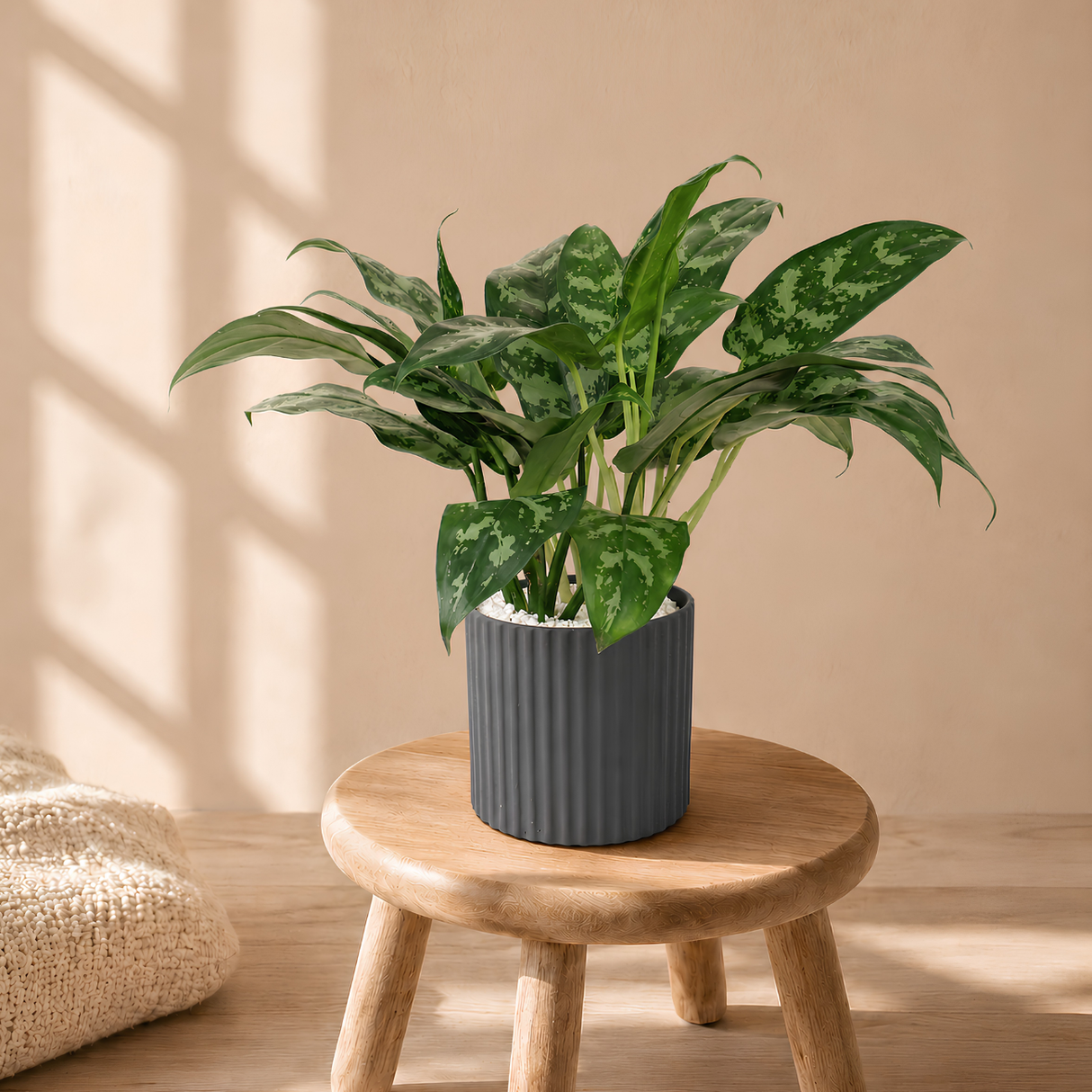 Aglaonema in Ceramic Pot