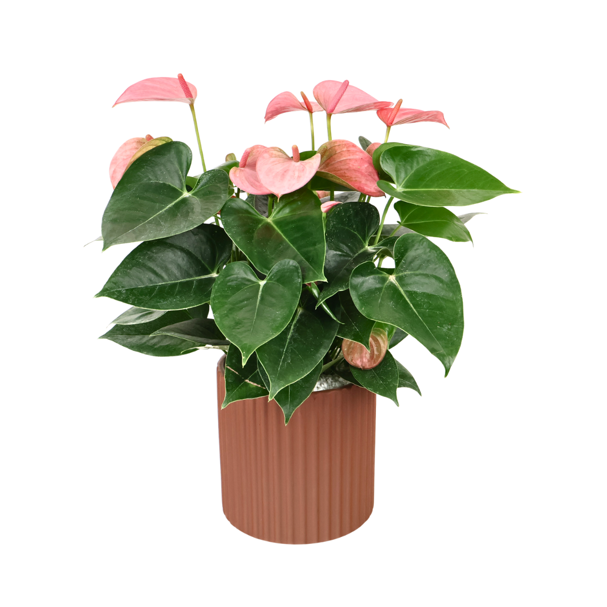 Pink Anthurium in Ceramic Pot