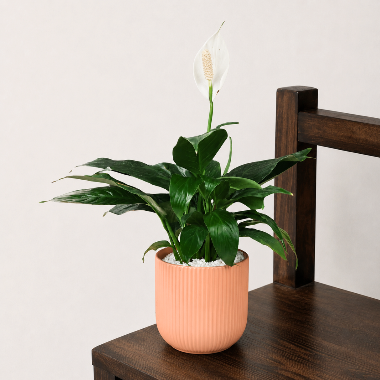 Spathiphyllum in Ceramic Pot (Peace Lily)