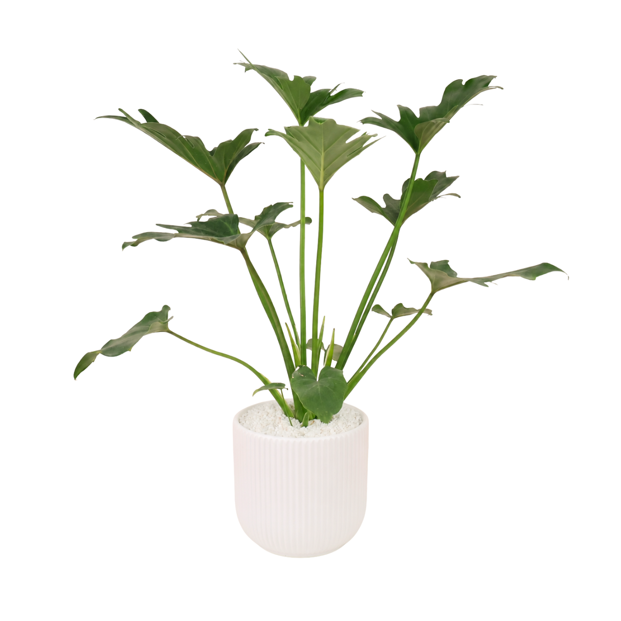 Philodendron Xanadu (冬羽) in Ceramic Pot