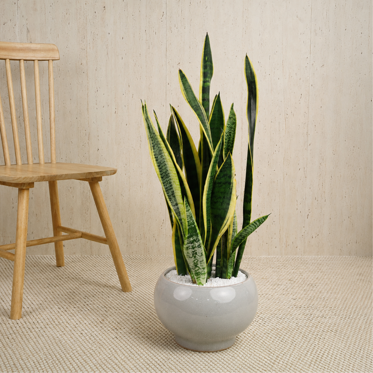 Sansevieria Laurentii (Snake Plant) in Ceramic Pot (75cm)